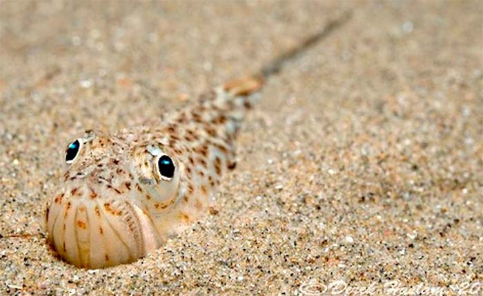 Морський дракончик, що зарився в пісок на мілководді Чорного моря
