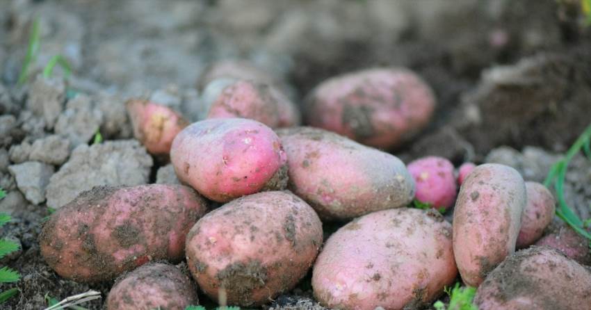 Список із шести продуктів, що стають отрутою після закінчення терміну придатності